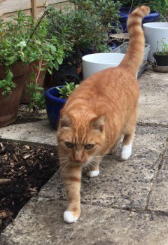 MissingPetsGB's tweet photo. 🐱 #STILLmissing
COOPER is new to the area and has gone #missing
Male #Cat (Neutered)
Cooper has four white feet, smallish white bib. Tiny kink at the very tip of tail
Lost 30 Sep 2018 #upperbeeding #WestSussex
#BN44
Please RT
@Mimideeart https://t.co/ViWkNVSxjO