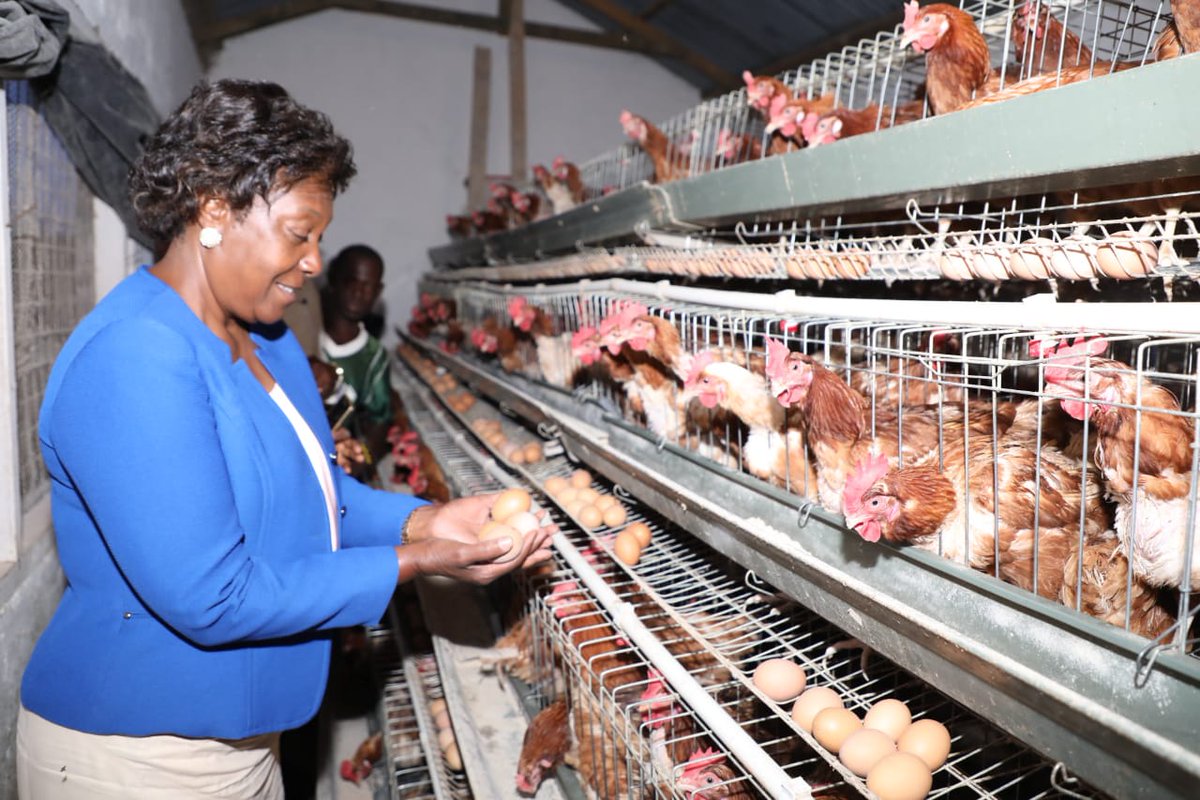 KituiCountyGovt's tweet photo. Governor @mamangilu visited Benjamin Nambali's poultry farm at Kyandui, Kitui Central Sub-County today evening.
She said she'd support women & youths through training on poultry rearing to have them join the venture and improve their skills in the practice to earn a living. https://t.co/LJRC2hVu8v