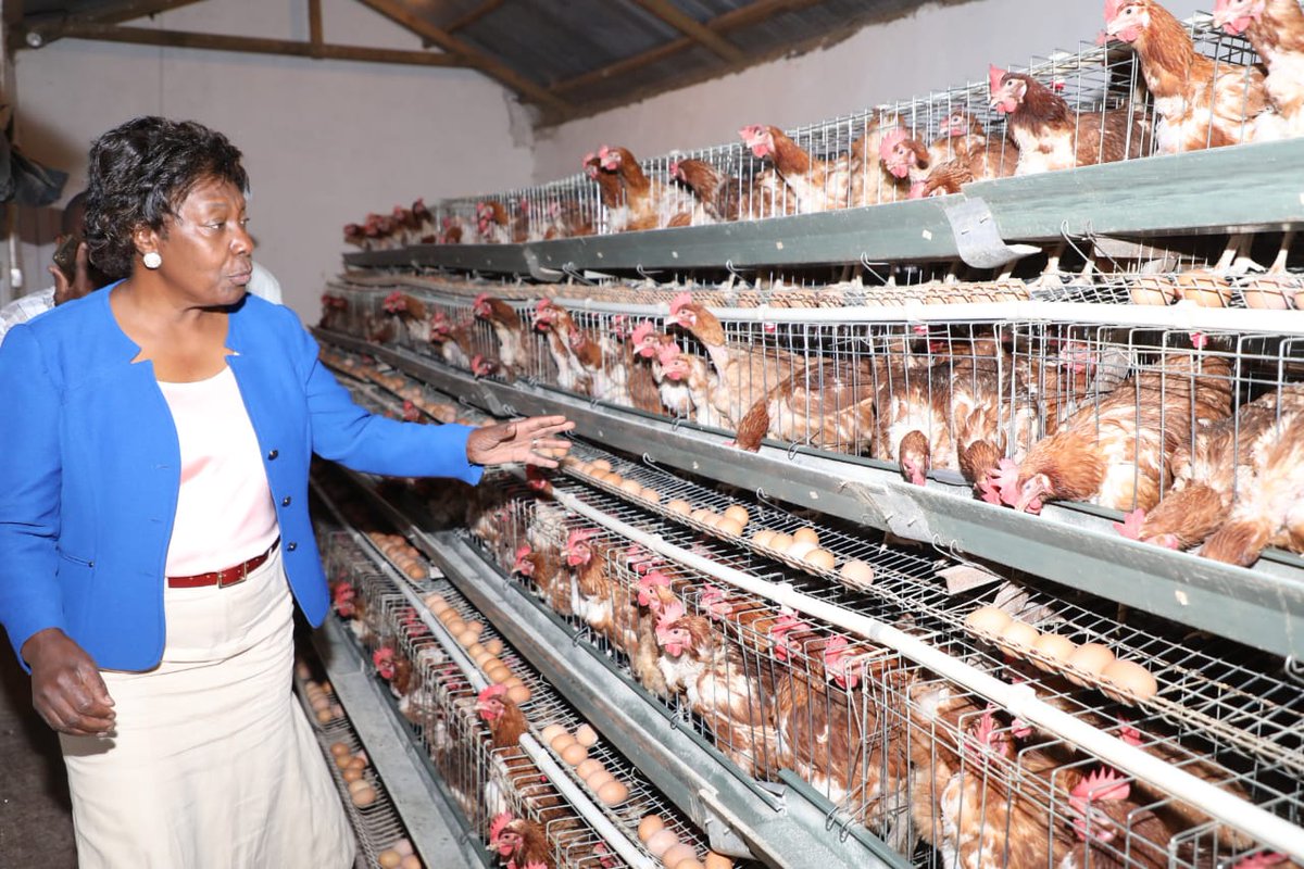 KituiCountyGovt's tweet photo. Governor @mamangilu visited Benjamin Nambali's poultry farm at Kyandui, Kitui Central Sub-County today evening.
She said she'd support women & youths through training on poultry rearing to have them join the venture and improve their skills in the practice to earn a living. https://t.co/LJRC2hVu8v