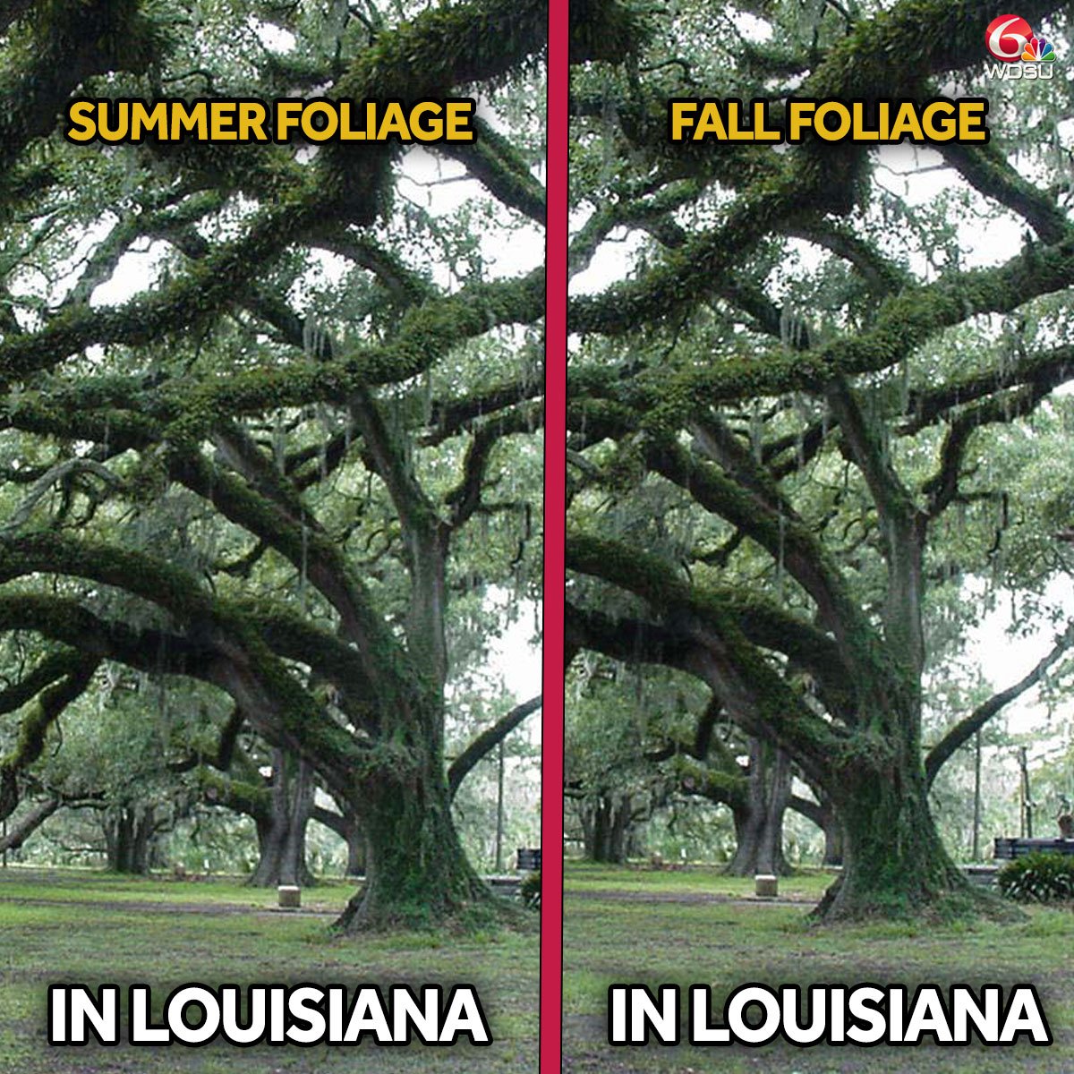 wdsu's tweet photo. Trees and leaves actually look different everywhere else during fall? #nola #nolawx #summeragain #fallproblems https://t.co/yaC7HyXlhz https://t.co/eDCxQ3Y5zt