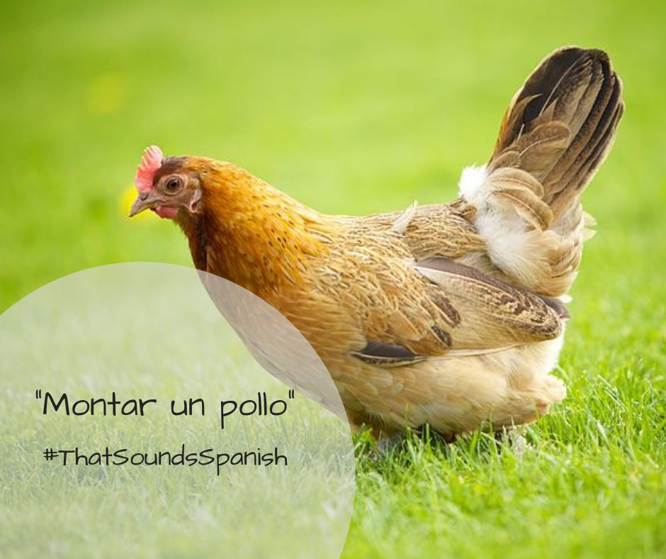 Embassy Of Spain Usa A Twitter Is Someone Being A Little Dramatic Montar Un Pollo Literal Translation To Ride A Chicken Meaning To Make A Scene Make A Fuss Origin