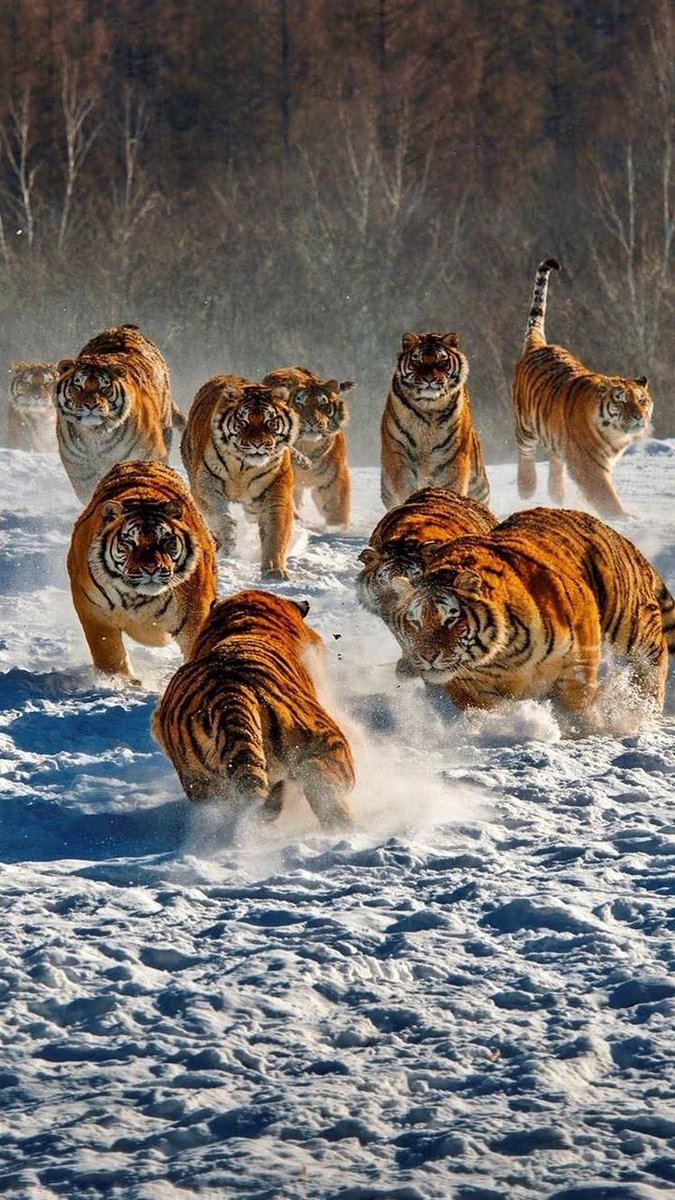 wwfurrytales's tweet photo. No fear!!
#Tigers #ring #fighting #2ottobre #animalgift #animals #autumn #DayForAnimals #fighting #MMA #mmafighter #box #NeverGiveUp https://t.co/fvlm7yVEFm