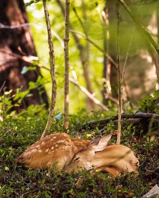 OHHeartofitAll's tweet photo. We're fawning over Fall π¦ Enter our Fall photo contest with #FallidaysInOhio to win a 2-Night Stay in one of our State Parks! #OHFall18 πΈ: @jaynawallace via Instagram. https://t.co/qjSfXtTS8e