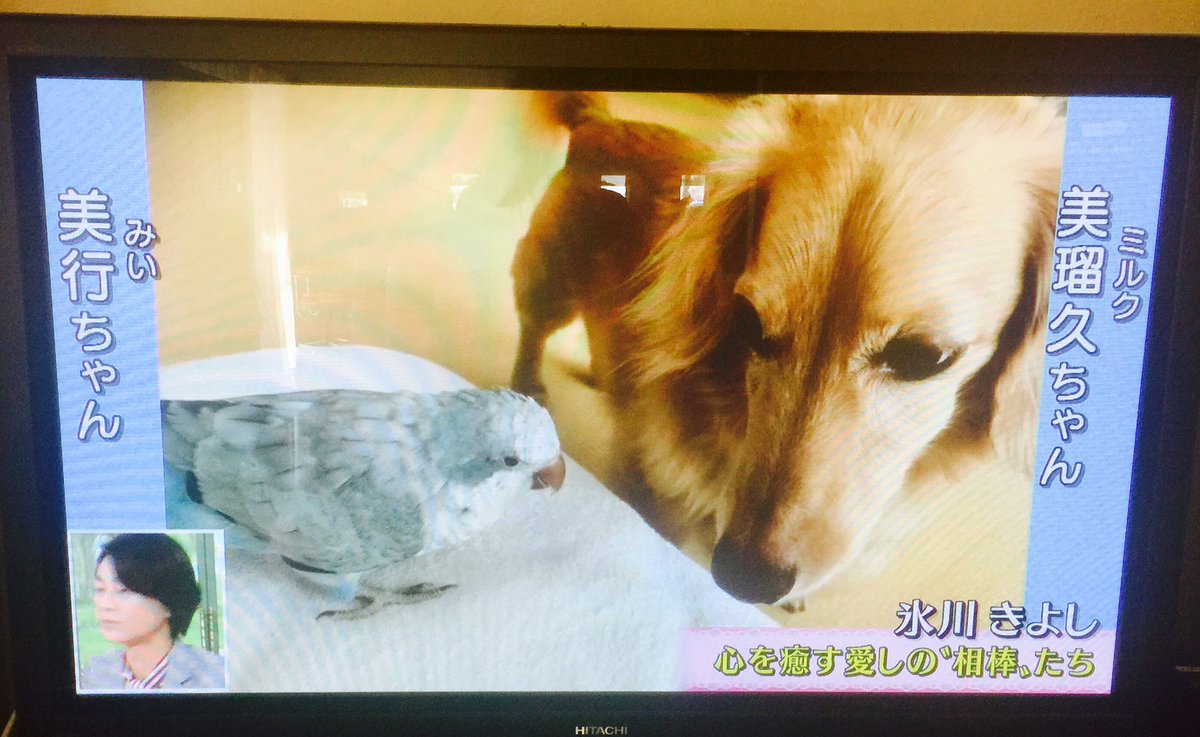 Twitter पर ことりカフェ お江戸文鳥博10 25迄 オキナインコ オキナインコ 氷川きよし Twitter पर ことりカフェ お江戸文鳥博10 25迄 オキナインコ オキナインコ 氷川きよし