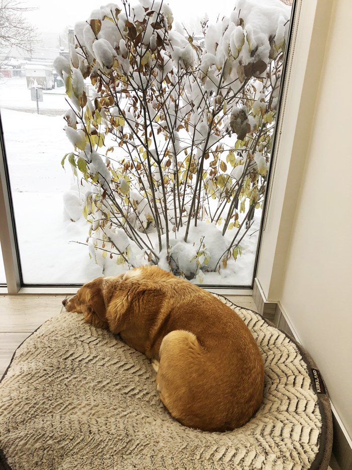 TFOFlyRods's tweet photo. Jake`s not happy with the October snow. https://t.co/y8XzOV4wJv