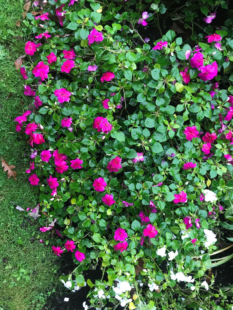 NancyRechcigl's tweet photo. Segovis protecting these Impatiens in upstate NY. #Bringimpatiensback #Segovis https://t.co/dAKzGzvSpA