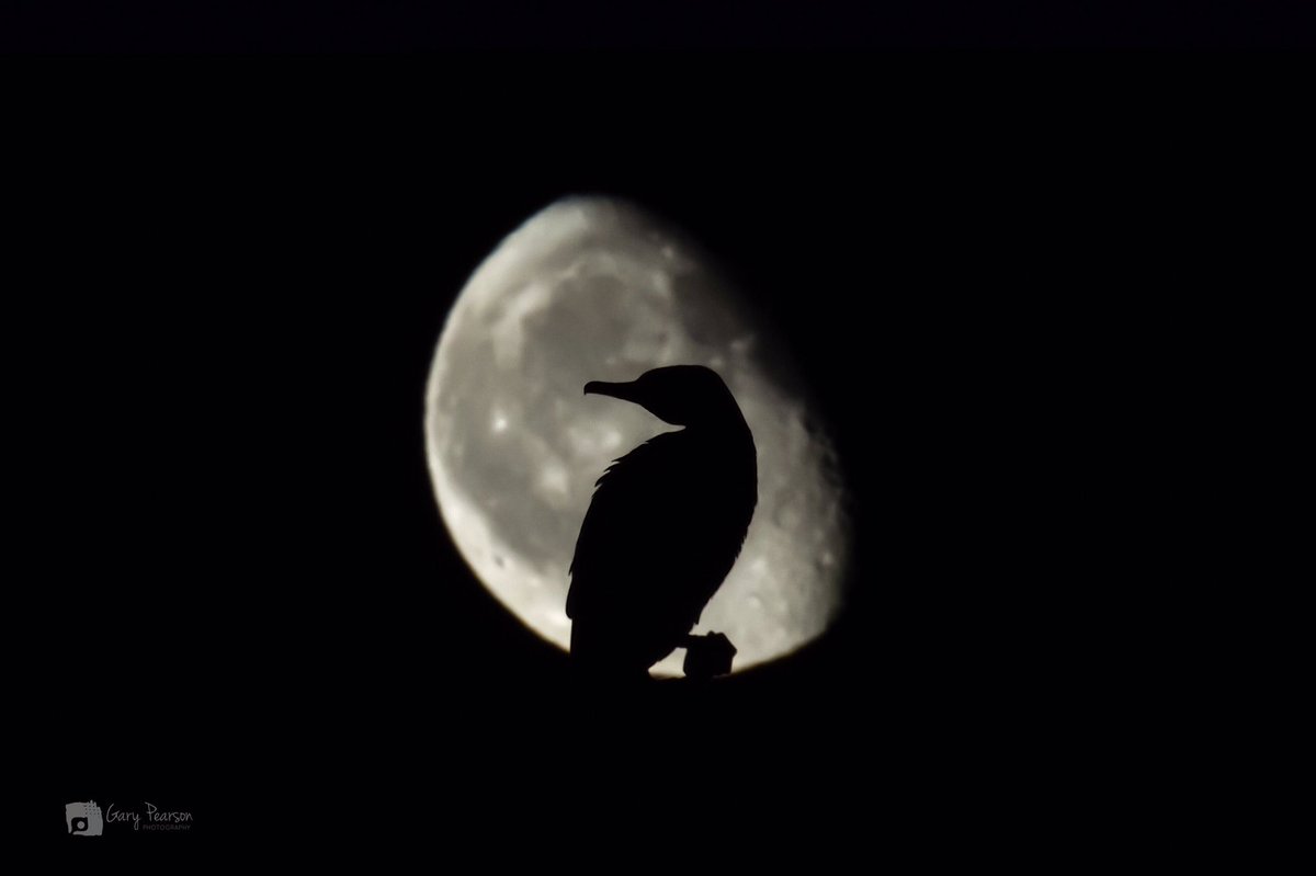 #moonrise and a sleeping cormorant at #Titchwell in #Norfolk