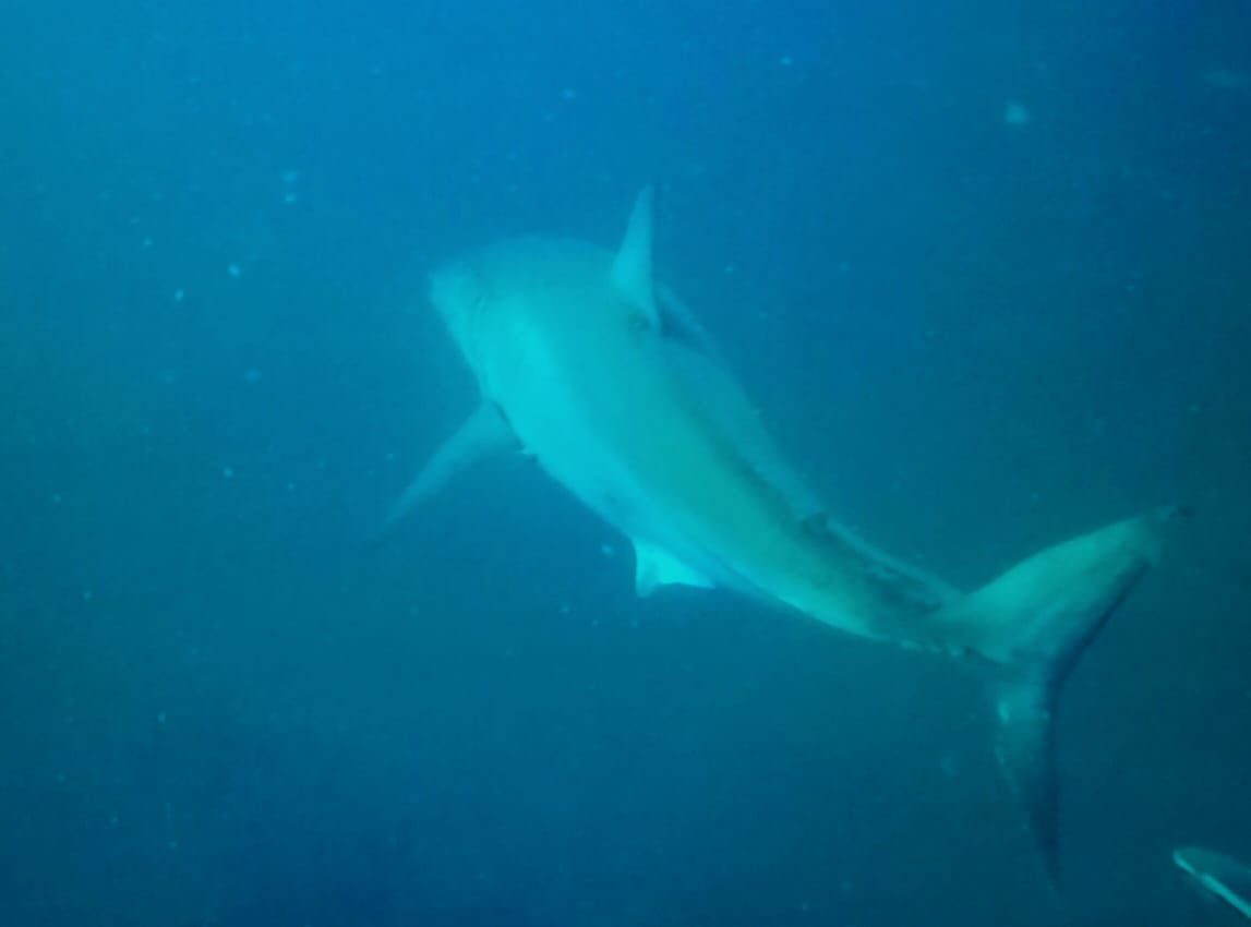 Blue_Wilderness's tweet photo. Yesterday we had the pleasure of a visit from a #greatwhiteshark. Come and join us on one of our shark adventures or join our #sharkconservation program to help conserve these #beauties https://t.co/k7qKUaW4oO