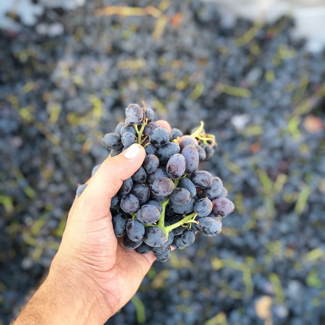 provino_bc's tweet photo. Vinicola #CastilloFerrer nos comparte estos hermosos racimos de su #Cosecha2018... 🙌#ProvinoBC #VinoMexicano #BajaCalifornia https://t.co/9ki9v4GbdC