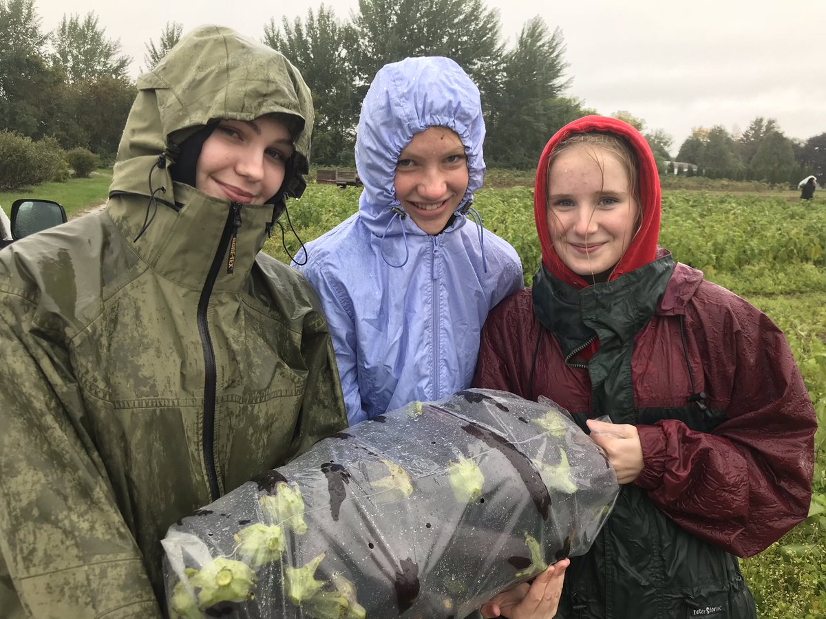 Fairbankscore's tweet photo. Fairbanks gleaned over 1000 pounds of eggplant today for the VT Food Shelf in the rain! @CVSDVT https://t.co/3slxIdQDFw