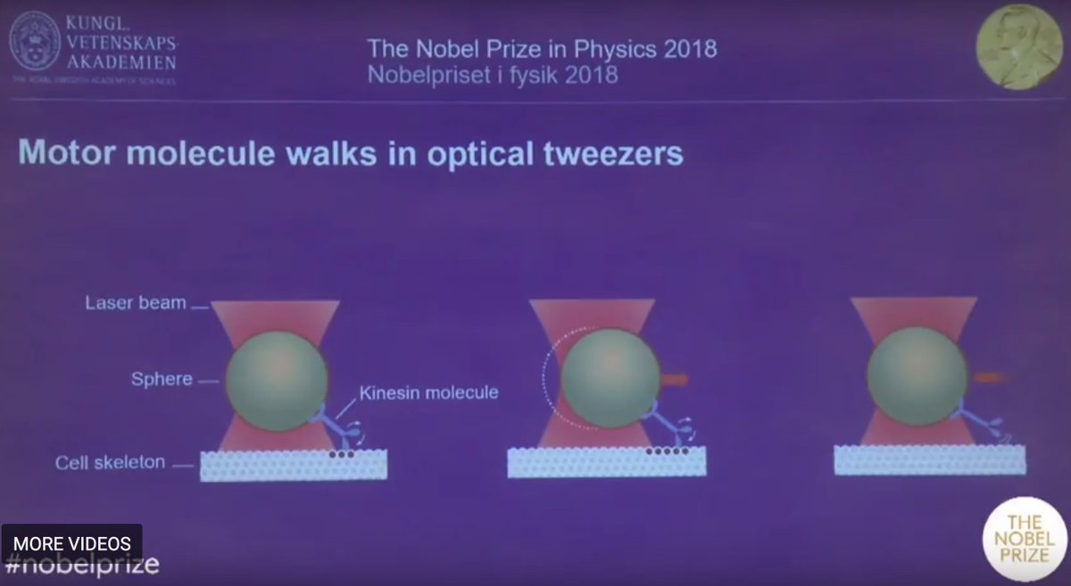 KarimMekhail's tweet photo. Kinesins / microtubules, key players in 2018 Physics #NobelPize. Inside cells, #kinesins are tiny workers that transport things to where they need to go. On kinesin's CV: #celldivision, #dnarepair, and other talents...
https://t.co/36qEvZ6nF9
https://t.co/OEtOm1n2nb https://t.co/GGUKPt2RuQ
