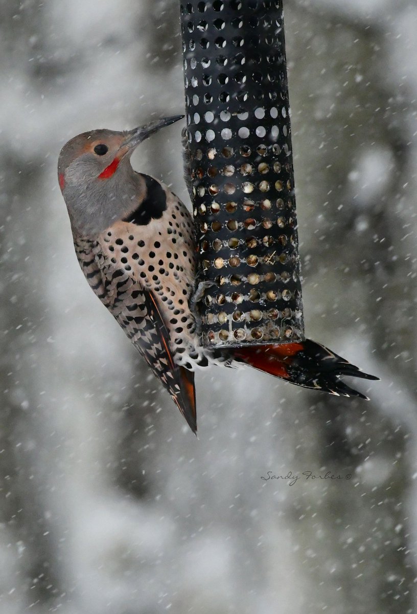 Most of the birds dont seem to mind the weather, but they are hungry  @CTVdavidspence #snowday @weathernetwork @NatureAlberta #whitebreastednuthatch #redbreastednuthatch #redshaftedflicker