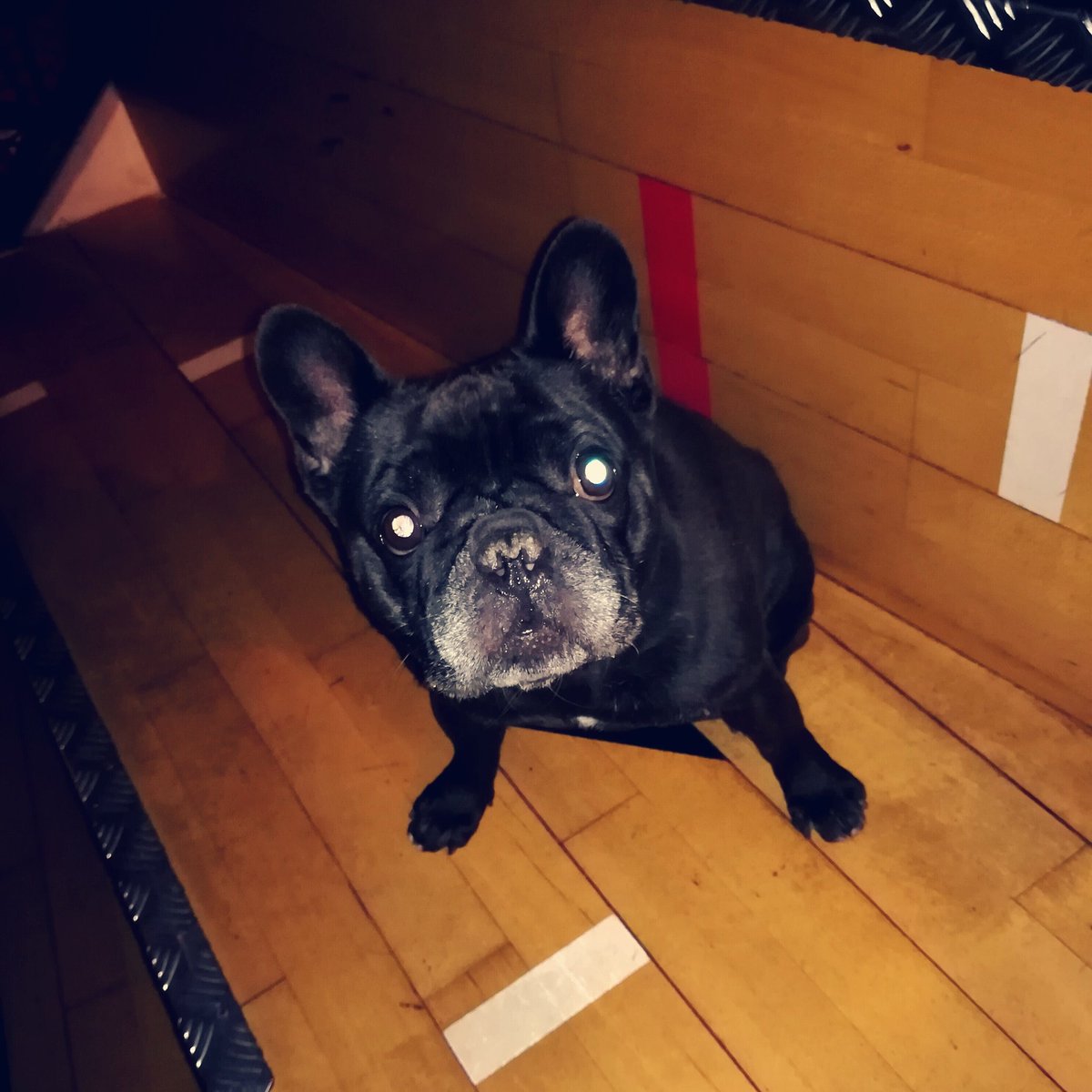One of our regulars, Morris came here to hide from the rain. #dogsofinstagram #dogsinpubs #brewdoghelsinki