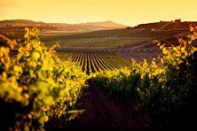 Az. Agr. G. Milazzo tweet media