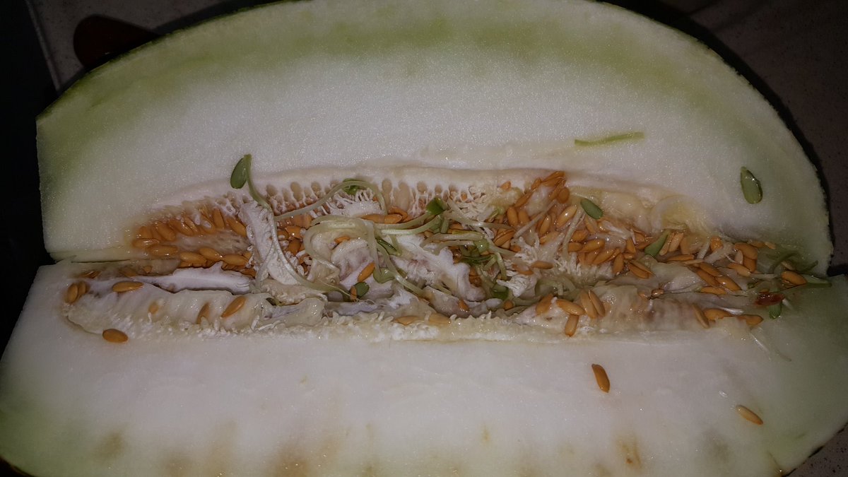 Kavunlarin bile tarlada yetismesine gerek yok kendi icinde filizlenmis.