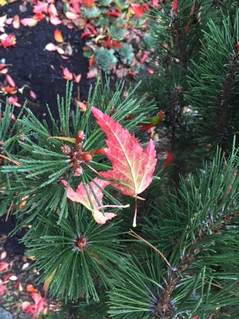 #poetry on the blog: working that muscle toward my goal of creating a manuscript: withinthewords.com/2428-2/
