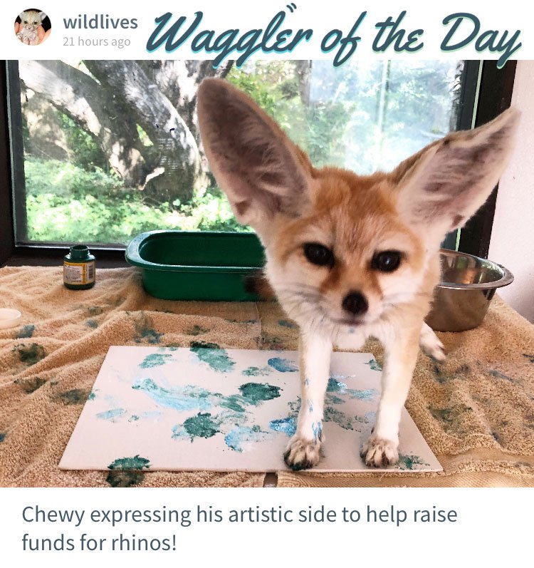 Obviously our new Waggler of the Day is adorable, but did you know he's also quite the accomplished furry artist with a heart of gold? Thanks for helping the rhinos, buddy!

Cute pets are waiting to meet you on our app: bit.ly/wagglingapp

#pets #cute #charity #art