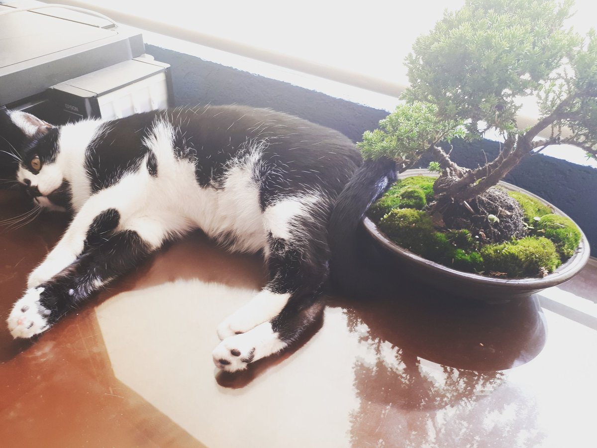 TheSporchGuy's tweet photo. Zen as fuck
#birthdayboy🎉 #bonzaitree #tuxedocat #lazycat https://t.co/SkZL0b3RBB