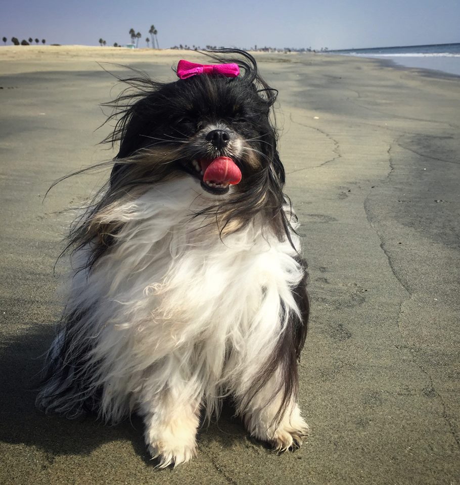 Silly_P_Lilly's tweet photo. #BeachBitch 🏖🐩😎 

#LAdog #beachdog #tongueout #rockinmytongue https://t.co/B85eKM63Ye
