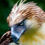なにこれかっこよすぎ・・・鳥類のイケメンと美女!!