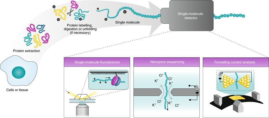 mmw_lmw's tweet photo. #Single_Cell_Proteomics | Paving the way to single-molecule protein sequencing | Workflow with fluorescence, nanopores or tunnelling currents | Cees Dekker @tudelft @NatureNano https://t.co/A67WPNuS44 | #Sept_ReCap https://t.co/pPs3FBvs70