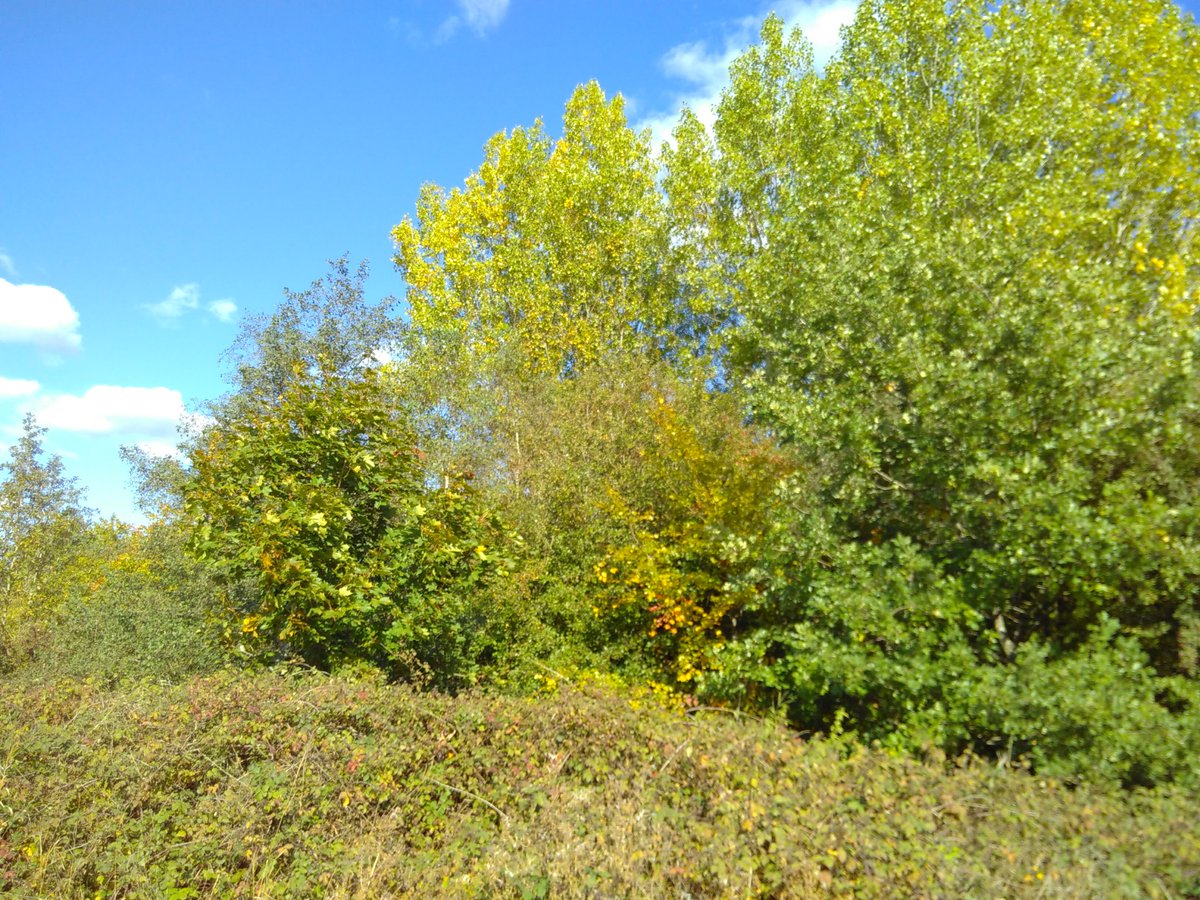 CityofTreesMcr's tweet photo. On #Friday we started a lovely #sunny survey plot at #GinPit #Tyldesley #Leigh
For #TuesdayTreats we scrambled through a huge #bramble patch to finish the varied #woodland #clough before emerging for the easy #GreyAlder #trees
#AllOurTrees @WiganCouncil @WigToday @LeighObserver https://t.co/ZdK6P2PJuH