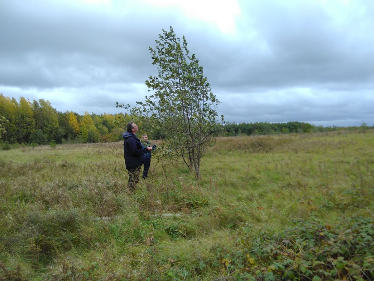 CityofTreesMcr's tweet photo. On #Friday we started a lovely #sunny survey plot at #GinPit #Tyldesley #Leigh
For #TuesdayTreats we scrambled through a huge #bramble patch to finish the varied #woodland #clough before emerging for the easy #GreyAlder #trees
#AllOurTrees @WiganCouncil @WigToday @LeighObserver https://t.co/ZdK6P2PJuH