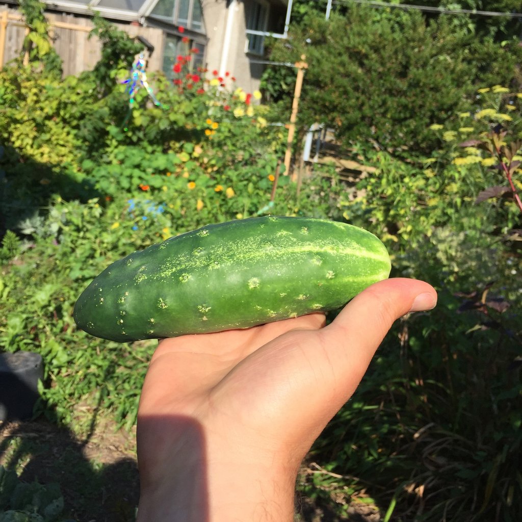 Soon to be a pickle. Can't wait. 

#growoya #groweasy #oya #olla