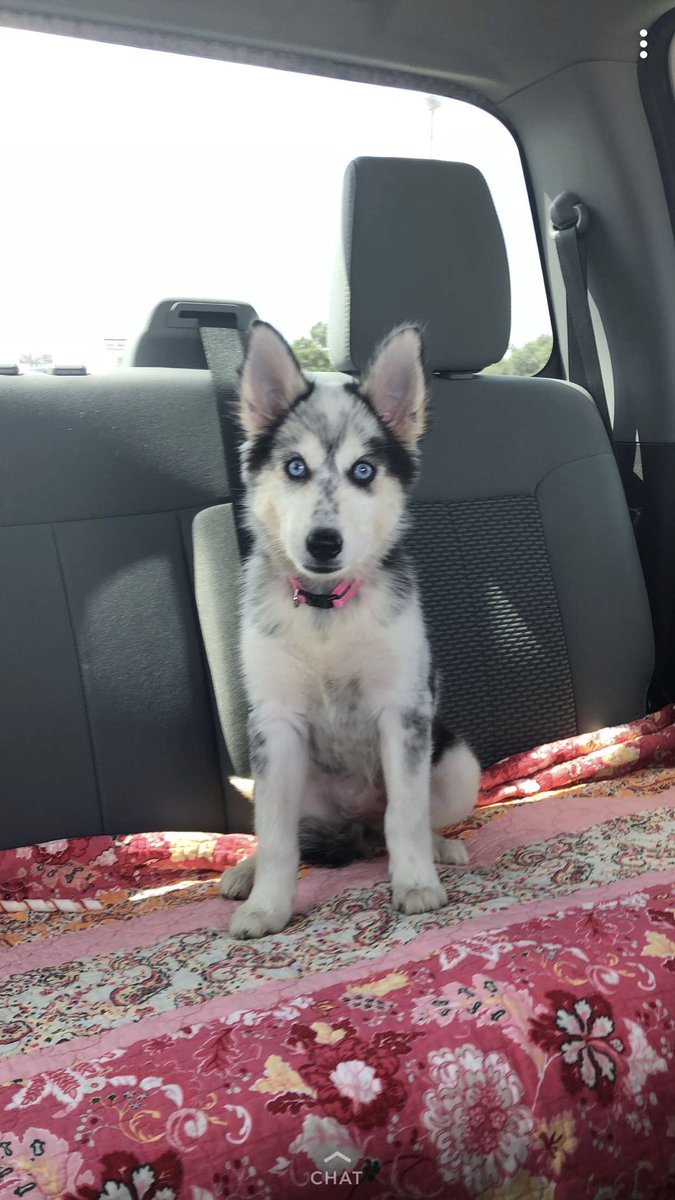 em_thompson29's tweet photo. I got my sister a puppy and my mom a kitten and I got to take care of each for a few days. Best week ever😍 https://t.co/PSuBMUXun5