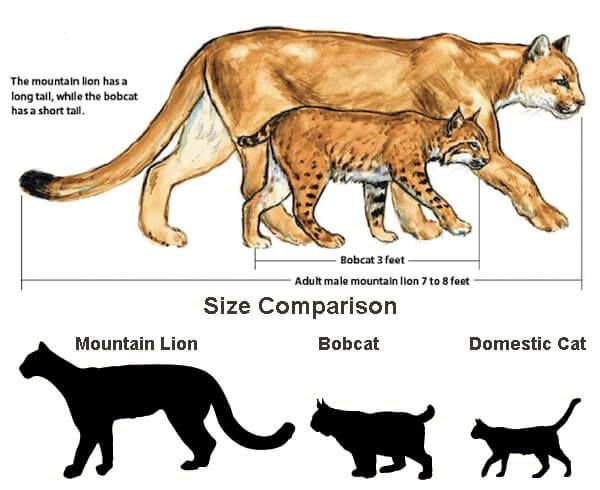 Размер домашней кошки. Сравнительные Размеры кошачьих. Рысь и Пума сравнение. Пума размер кошки. Пума по сравнению с человеком.