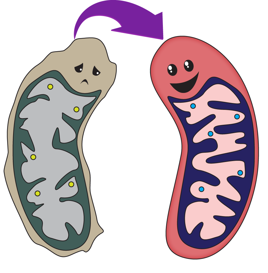 LTMitochondria's tweet photo. This could be you after voting for mitochondria https://t.co/opLnl88GQv