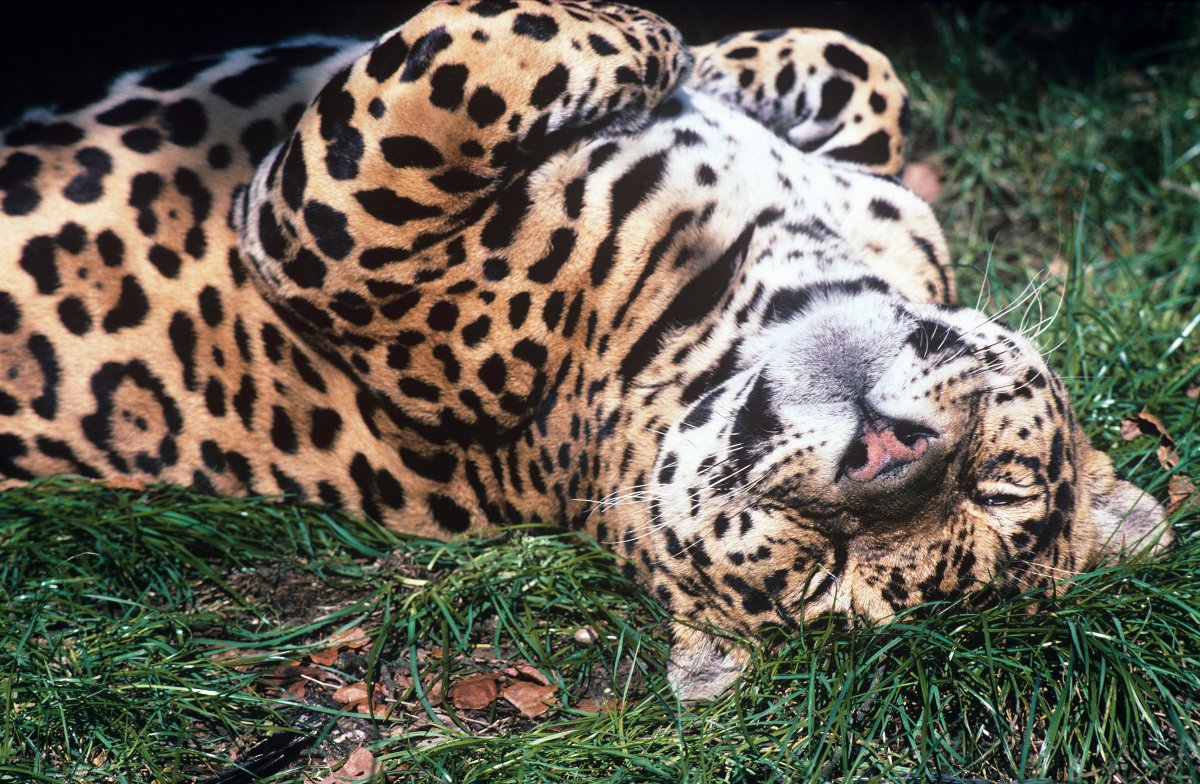 WWFLeadForests's tweet photo. Can #jaguars thrive in logging concessions? New research shows that well-managed, low-intensity logging practices could help preserve the jaguar’s habitat. @sdzglobal @TheWCS @FSC_IC https://t.co/ofUXBPmyFN https://t.co/0LJ2nEg0D9