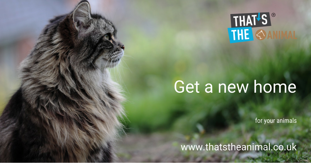 ThatsTheCo's tweet photo. That's The Animal is ready for visitors (https://t.co/NcPgdN1rN1)
 Search for animals that need a new home.
 #thatsthe #thatstheanimal https://t.co/DGRJ7Jrfyi