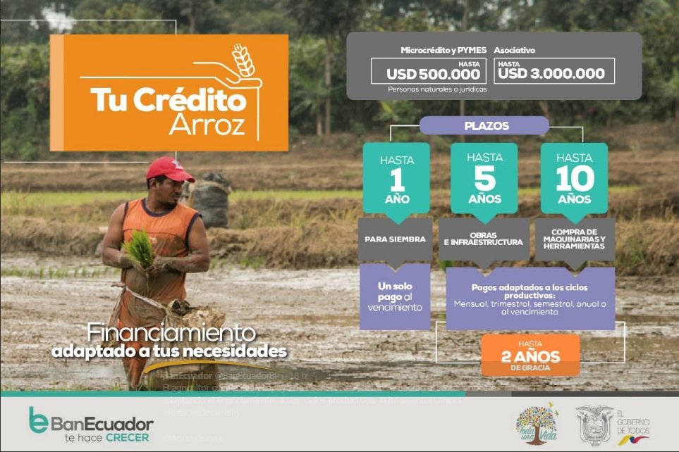 AgriculturaEc's tweet photo. Acércate al @BanEcuadorBP y encuentra el  financiamiento adaptado a las necesidades del productor.

#LaRutaDelProgreso https://t.co/4Tj4TY8Jl3
