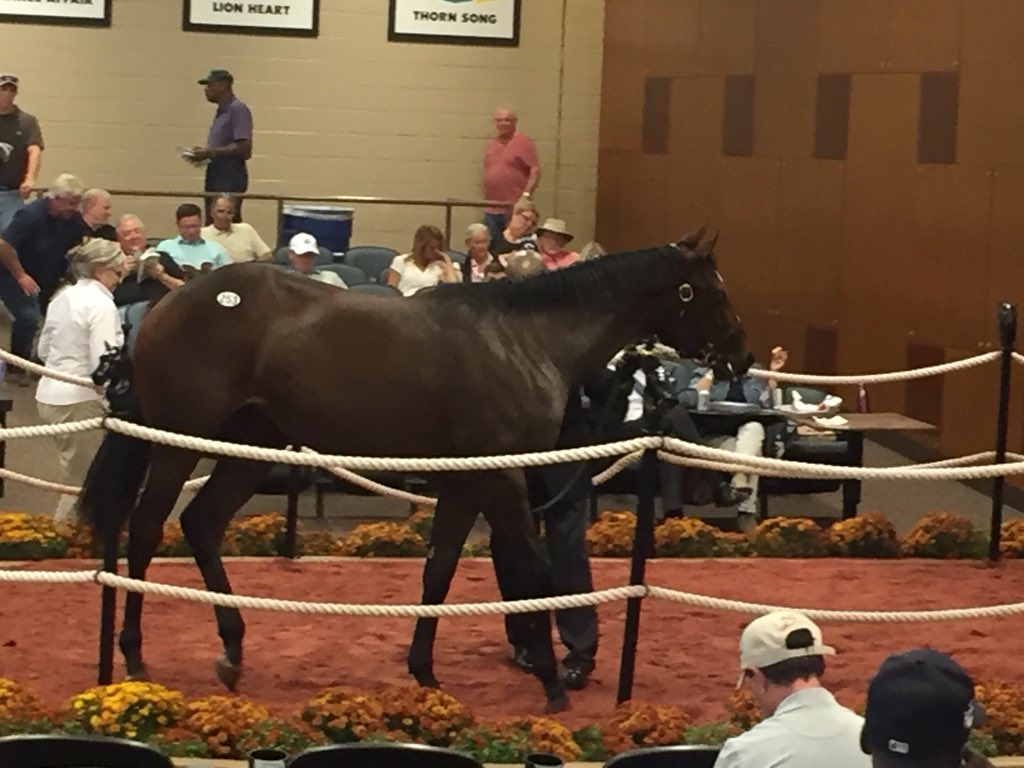MarylandTB's tweet photo. Enjoying day two of the @FasigTiptonCo Midlantic Fall Yearlings sale! This #MDbred Super Ninety Nine filly is #MDMillion certified and sold for $20,000. #FTMDFall https://t.co/26TeiUBcEQ