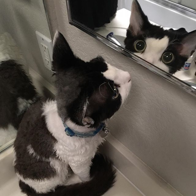 thepotterygrove's tweet photo. I see you. #devonrexrules #catsofinstagram #devonrex #catlover #instacat #kitten ##cat funnycat #boston
#Девонрекс
#Кот
#кат
#데본렉스
#고양이
#デボンレックス
#子猫
#ネコ
#ウェットプッシー https://t.co/bEla19CsFK