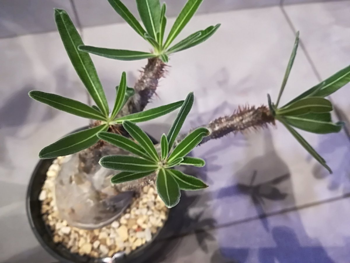 Home Plants グラキリス パキポディウムグラキリス グラキリスがお店に登場 人気のある塊根植物 コーデックス の中でも ひと際人気があるのが パキポディウム属 どっしりとした塊根のフォルム トゲトゲの樹皮 スタイリッシュな葉 綺麗な花を