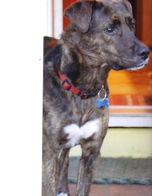 jjrhodes9's tweet image. I like this:  &quot;Rescued is my favorite breed&quot;.  And these are mine.