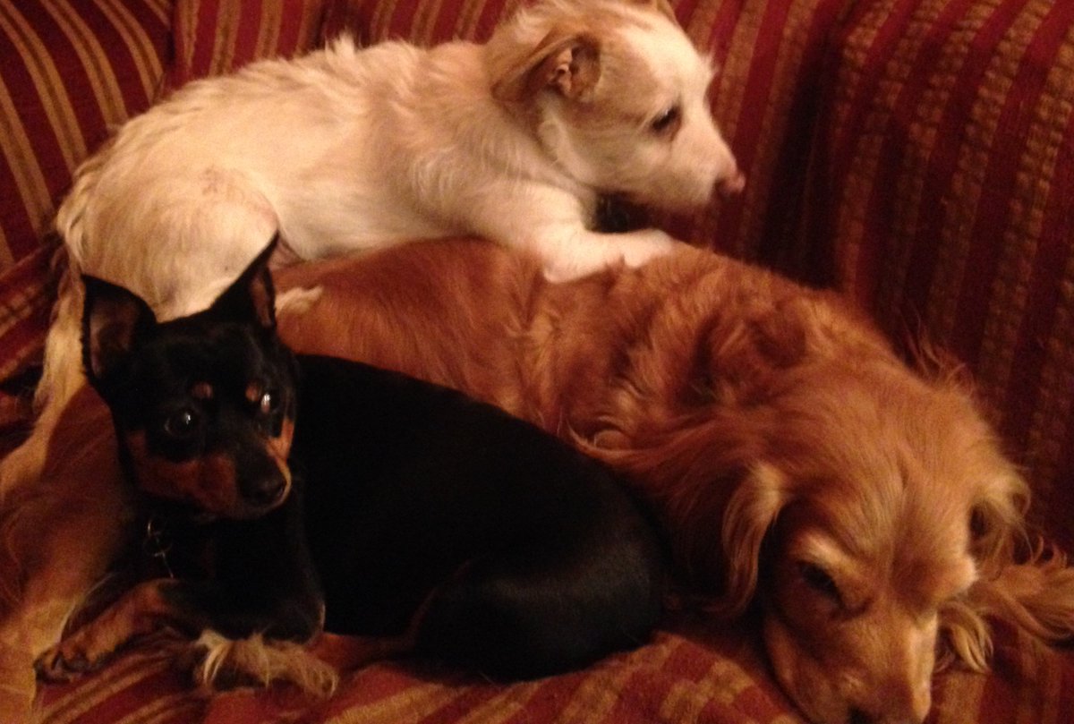 jjrhodes9's tweet image. I like this:  &quot;Rescued is my favorite breed&quot;.  And these are mine.