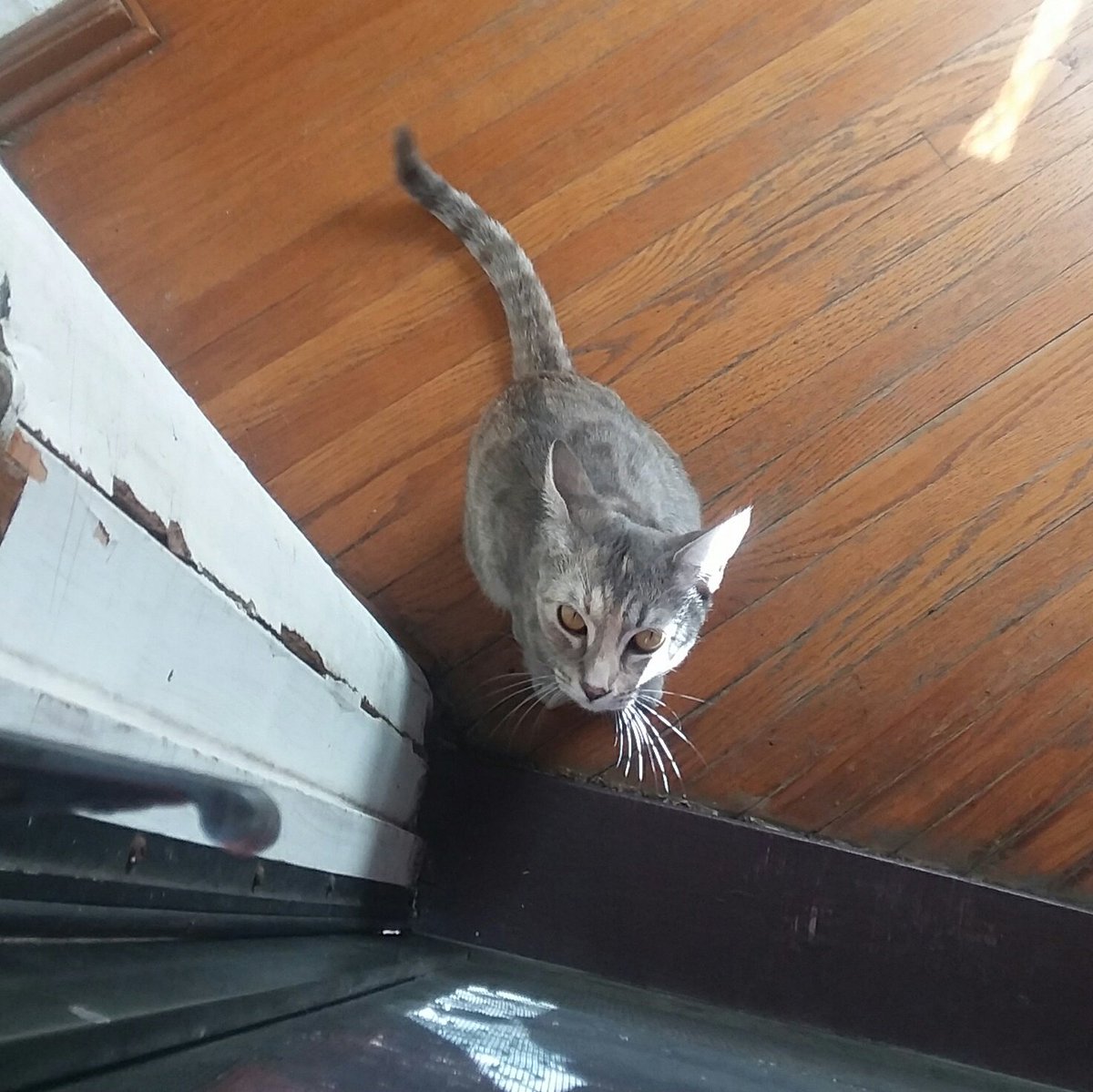 TeamBobFamily's tweet photo. It looks like the humans still haven't learned anything from our talk this weekend...
Seems I will have to sing to them again tonite!! 😸
#CatsOfTwitter #meow #singersongwriter #Sing #fun #TuesdayThoughts #outdoors #Bob #mydemands #evil #humans #songwriting #tunatuesday https://t.co/r2pJG5Iy4U