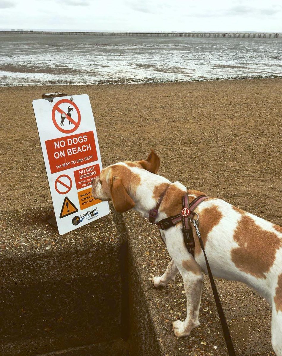 YourSouthend's tweet photo. The ban on dogs on Southend's beaches has now ended for the year!

Who else has a dog which will be happy about this news?

Photo by Lily. https://t.co/YPbCA6kDW1