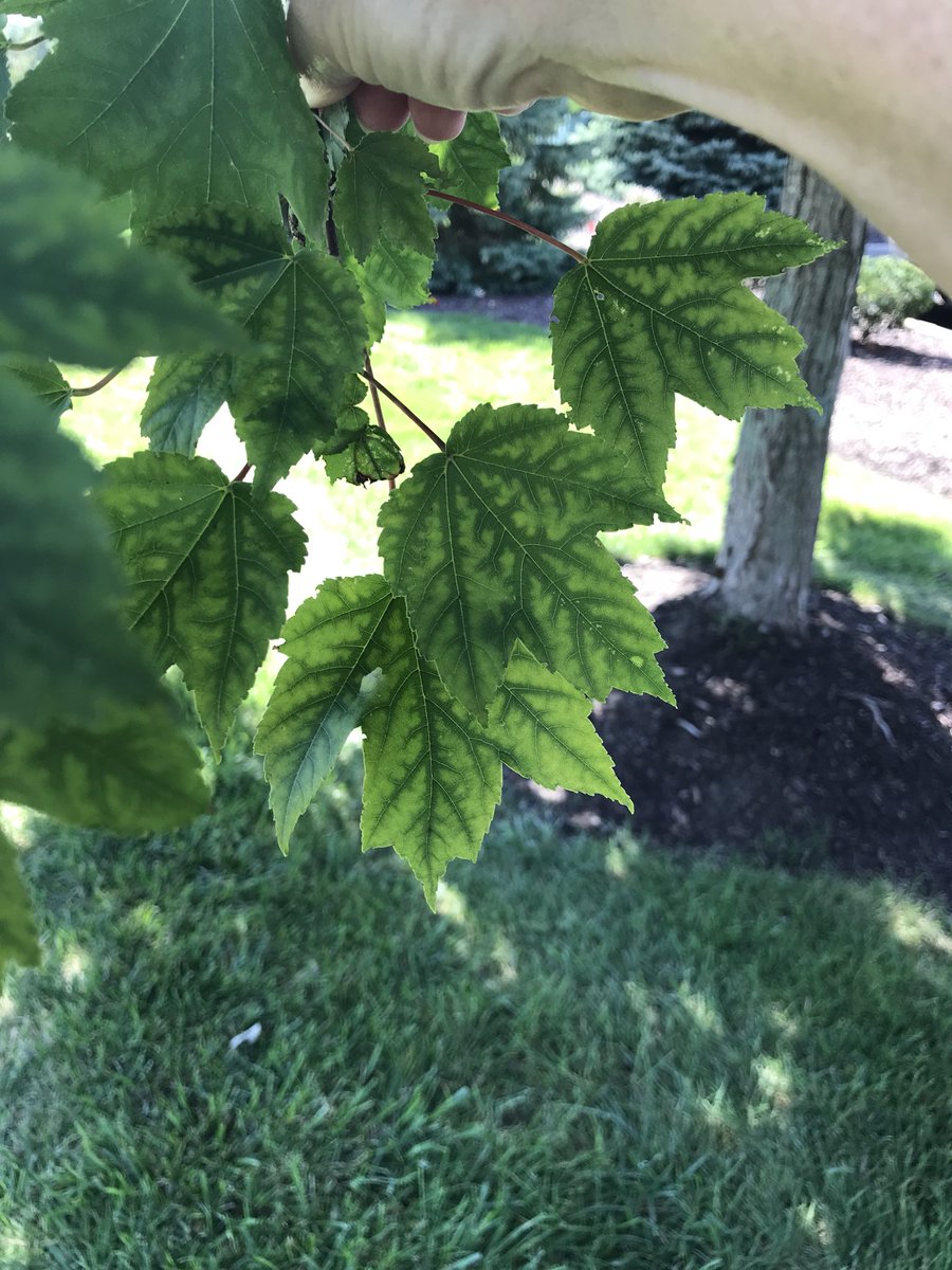 Anyone who has chlorotic trees from iron or manganese deficiency needs to try out some #Chloroburst this fall. Your trees will thank you for it. <a href="/FoliarPak/">Foliar-Pak</a> <a href="/AdvancedTurf/">Advanced Turf</a>