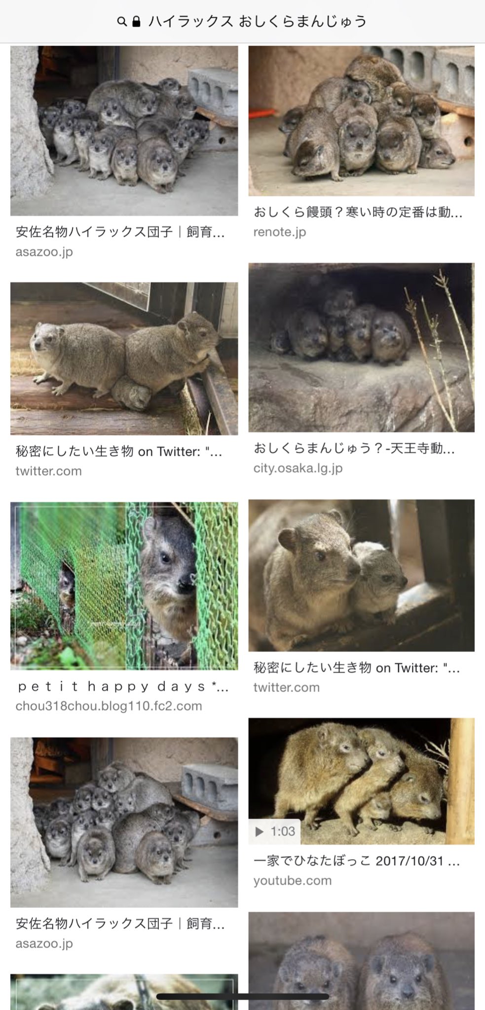 青木佑磨 学園祭学園 ハイラックス イワダヌキ は寒いとおしくらまんじゅうをする という知識を得てから画像検索が止まらない