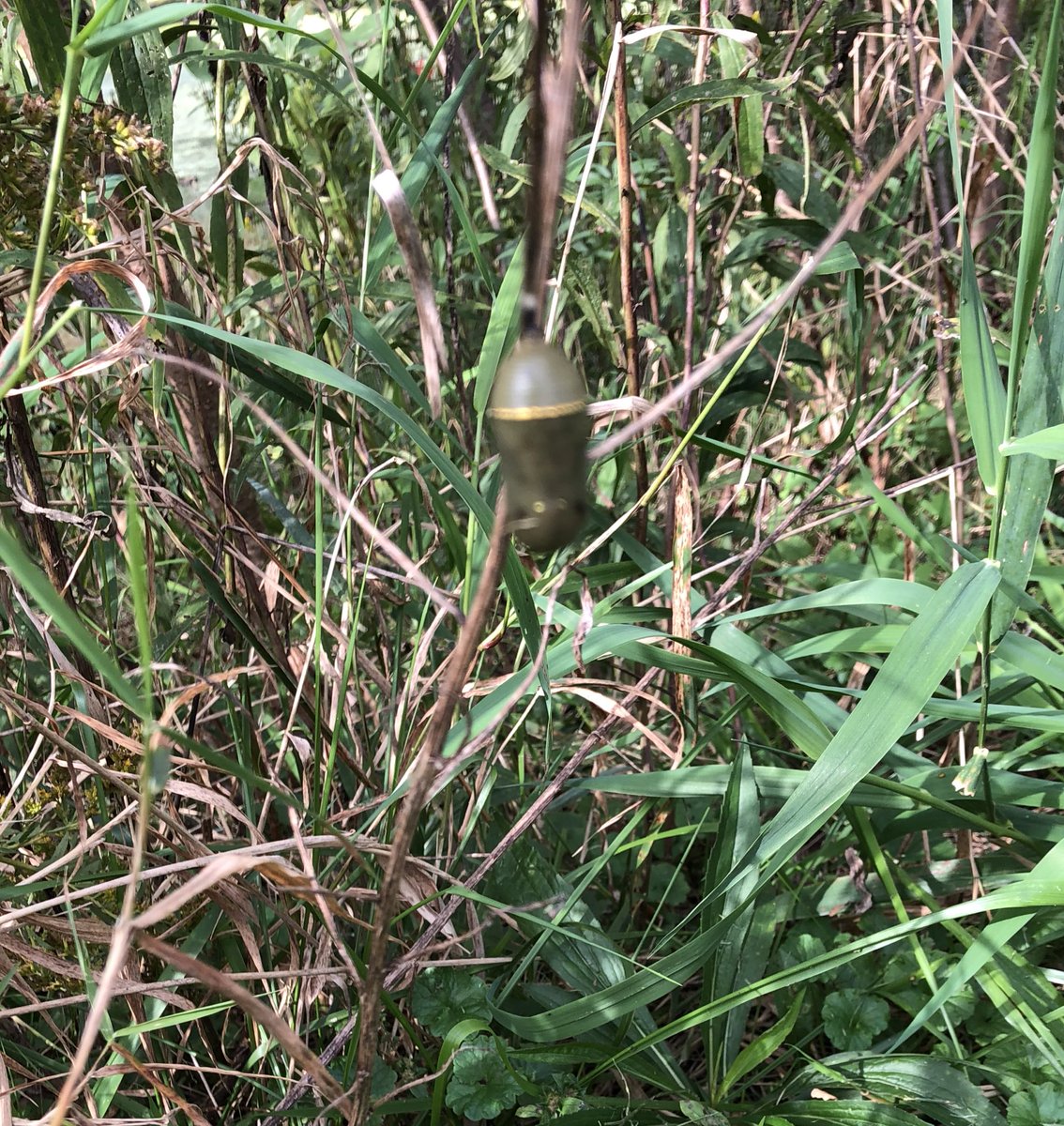 becky7274's tweet image. Looking for the source of our small stream. Found that and so much more! #4thscience #monarchs @etownPAschools