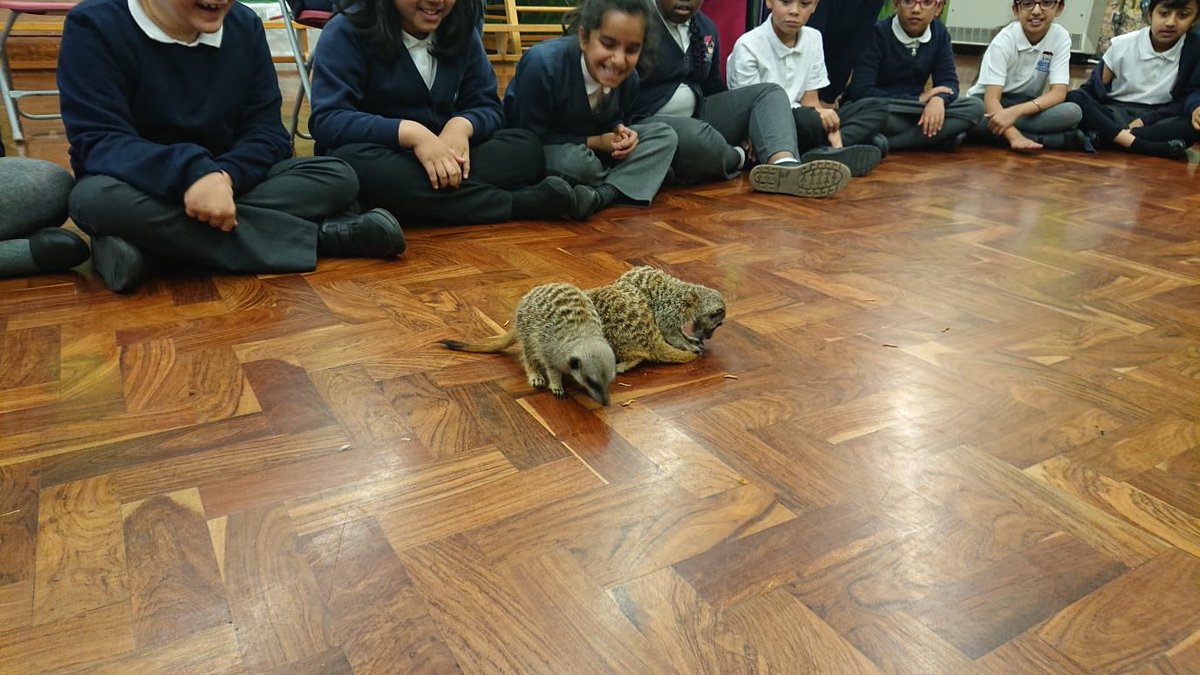AlumwellJuniors's tweet photo. An amazing experience for our year 4s today! Thank you Ryan from @ExoticZoo for making our day a wild one! ๐ฆ๐๐ธ #wildanimals #exoticcreatures #babymeerkats #weloveanimals #teamalumwell https://t.co/F7tWSNGNEh