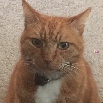 CatsMissing's tweet photo. HELP #FindOurCooper Male #LostCat Vanished from home 30/9/18 Undermill Rd area Upper Beeding #Horsham BN44 #WestSussex
New to area-doesn't know his way around
Ginger Older Adult Neutered Tagged Microchipped #ScanMe #MissingCatsUK  
@DoglostUK▶https://t.co/5182HFH3qm @Mimideeart https://t.co/hNtFLhqbFu