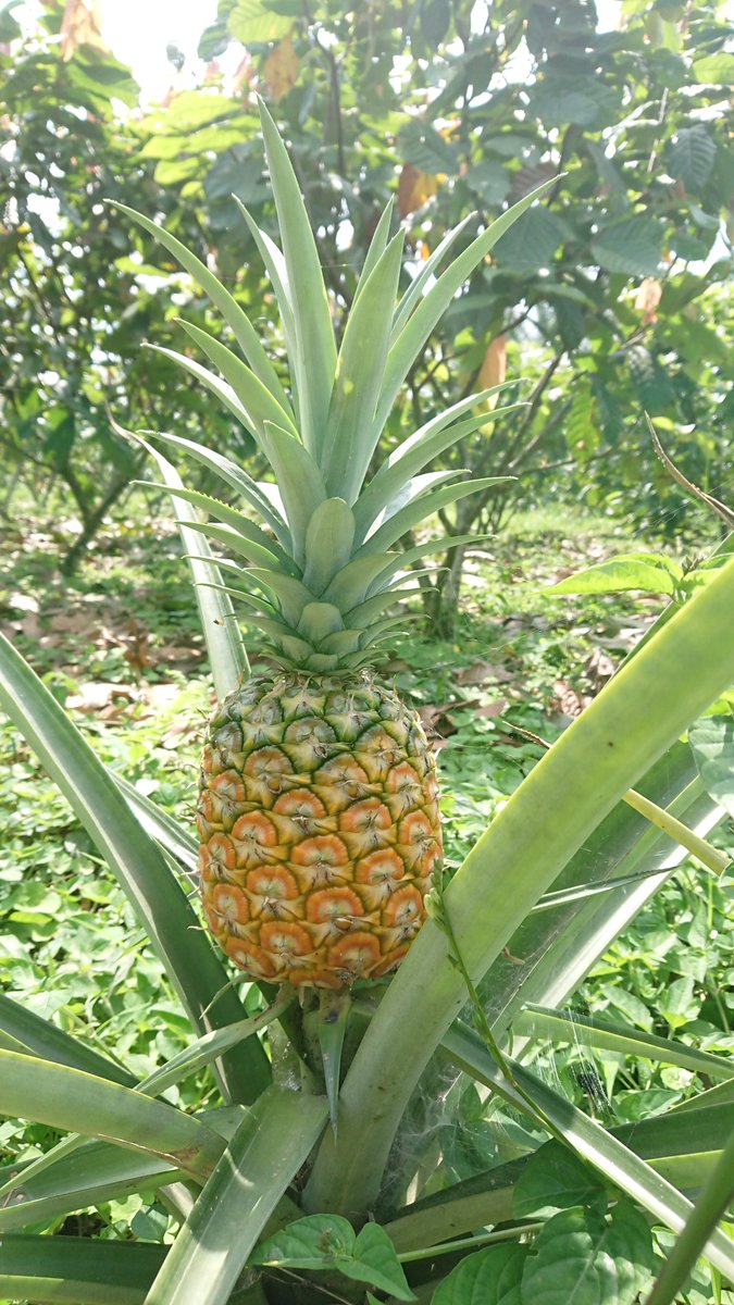 kunachocolate's tweet photo. 16 weeks later.....one of the few organic certified pinneaples in #Ecuador, sun ripened and with no chemical flower inductors nor artificial fertilizers. Let's go for more @Fresh_Costa  / 16 semanas después, sin inducción de floración o maduración artificial. Puro sabor! #tasty https://t.co/ixuX5rVRBi