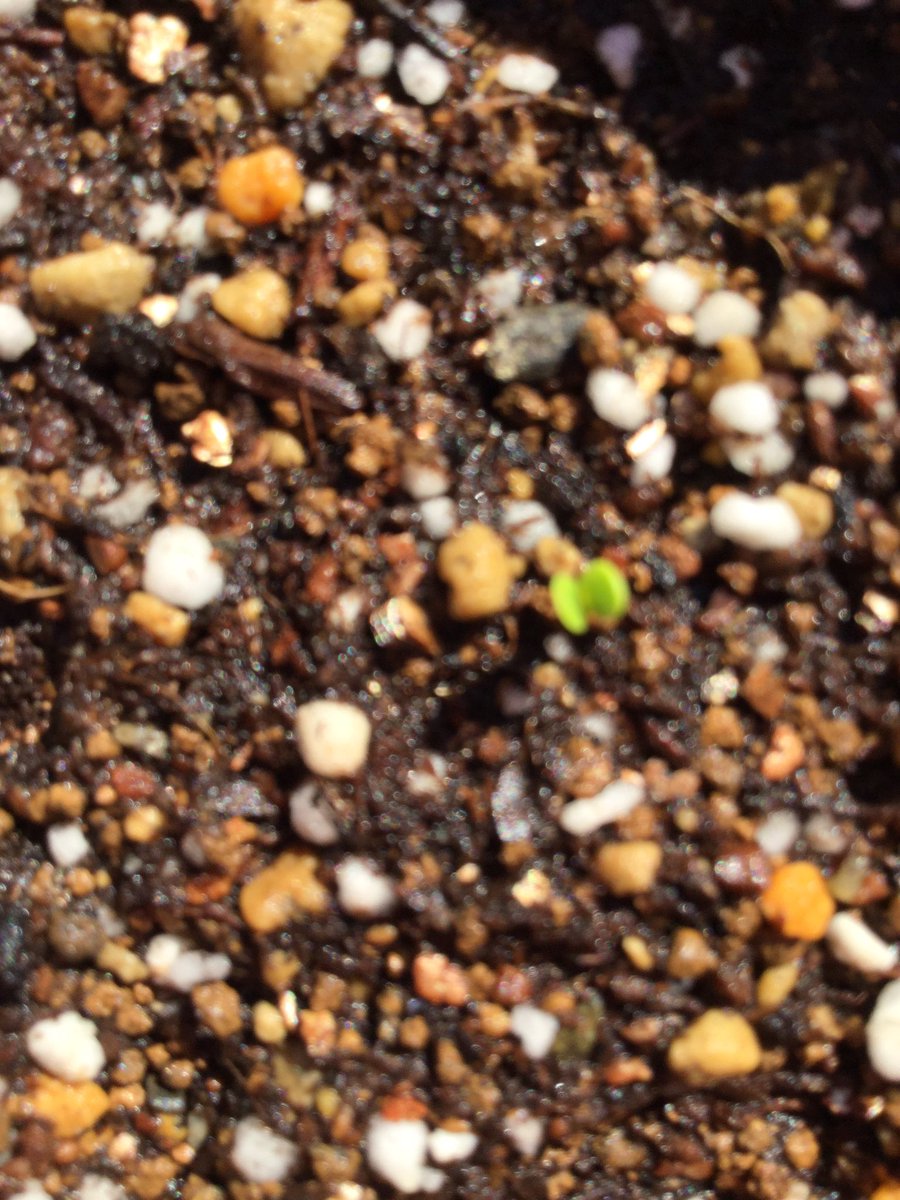 黒猫nancy على تويتر やった 一週間くらい前に種蒔きした ポンポンアスターちゃん が 芽を出しました わたし達の赤ちゃんです ようこそ ポンポンアスター 芽が出たよ おいしいお水と優しいおひさま ちっこいけど見えるかな