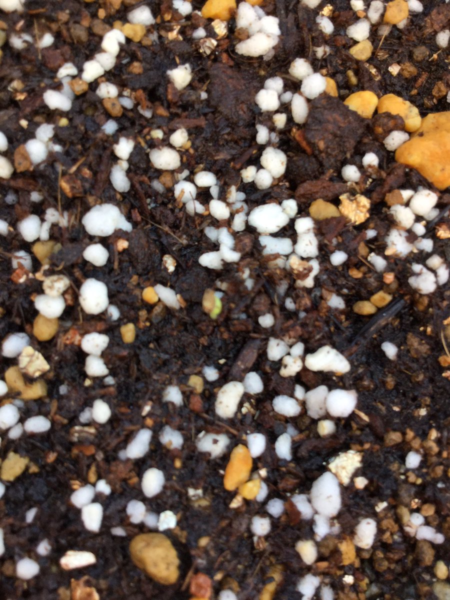 黒猫nancy على تويتر やった 一週間くらい前に種蒔きした ポンポンアスターちゃん が 芽を出しました わたし達の赤ちゃんです ようこそ ポンポンアスター 芽が出たよ おいしいお水と優しいおひさま ちっこいけど見えるかな