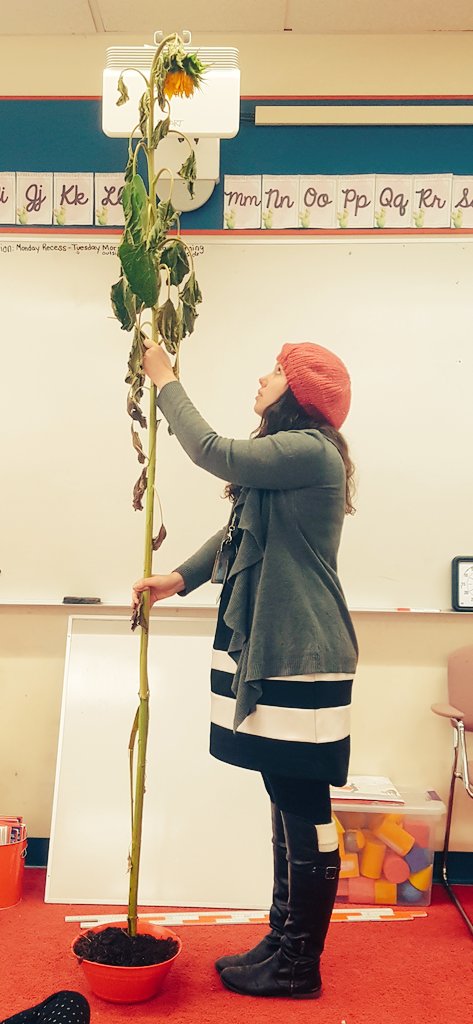Soaringingrade3's tweet photo. Today we measured a giant mammoth sunflower from Mrs. C's garden. First we estimated how tall we thought it was. Then we used meter sticks to find its exact measurement; it is 257 1/2 cm tall! #cbemath #hawkwood3s #measurement https://t.co/5EF69ow9HO